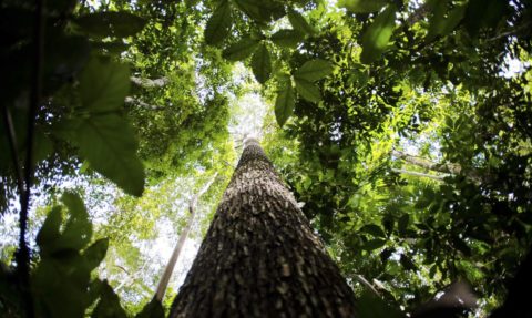 Países amazônicos defenderão fundo para preservar florestas