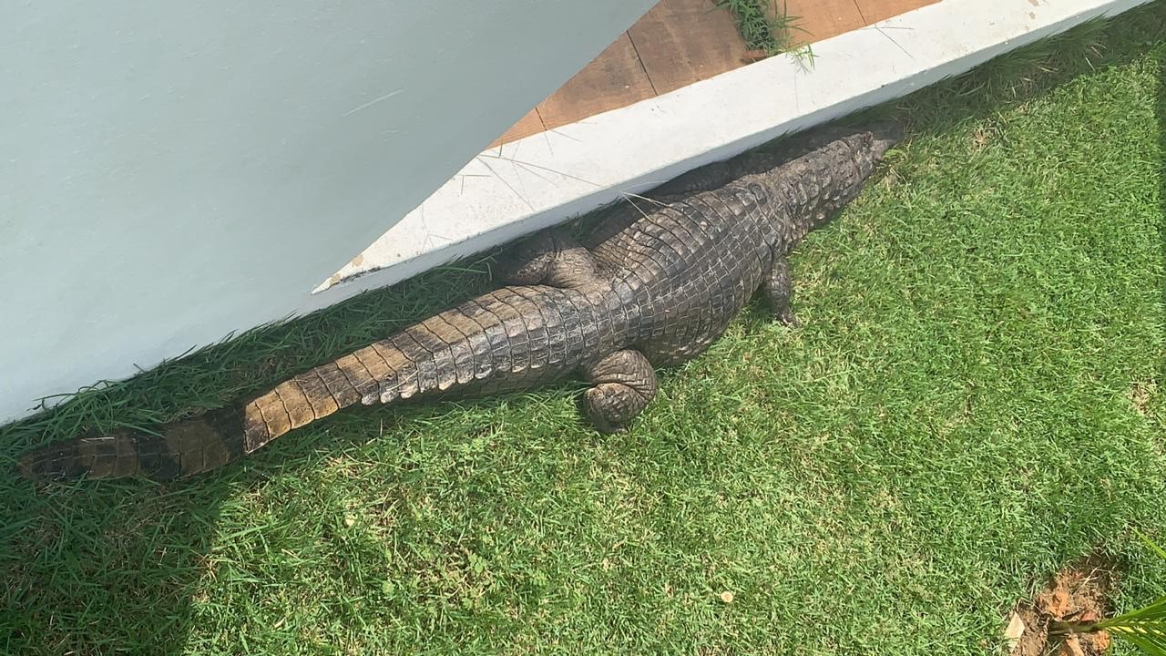 Jacaretinga é encontrado em condomínio na Ponta Negra e resgatado. Veja vídeo Jacaretinga é encontrado em condomínio na Ponta Negra e resgatado. Veja vídeo