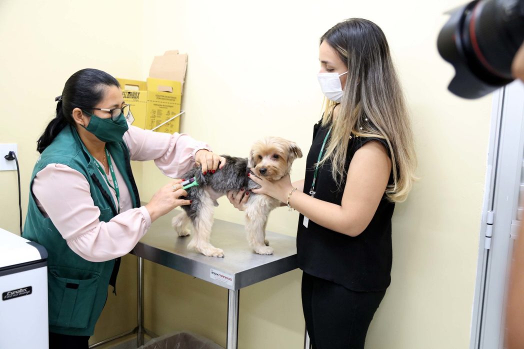 Prefeitura inicia Campanha de Vacinação Antirrábica em Manaus Prefeitura inicia Campanha de Vacinação Antirrábica em Manaus