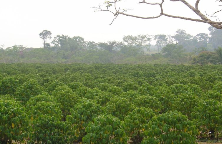Embrapa: planta amazônica ajuda a combater pragas agrícolas Embrapa: planta amazônica ajuda a combater pragas agrícolas
