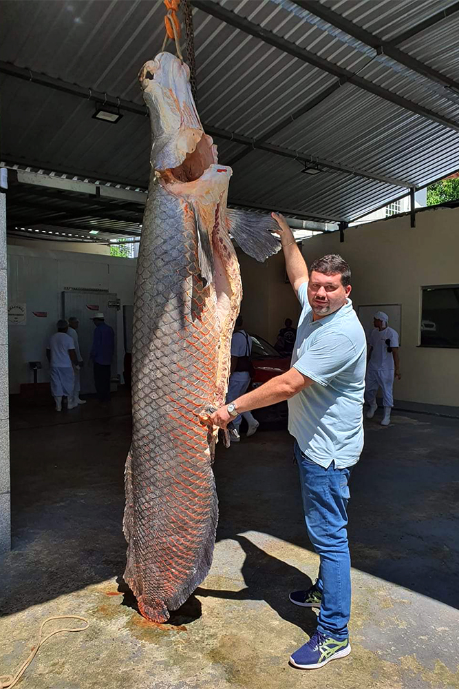 Pirarucu gigantesco &eacute; capturado