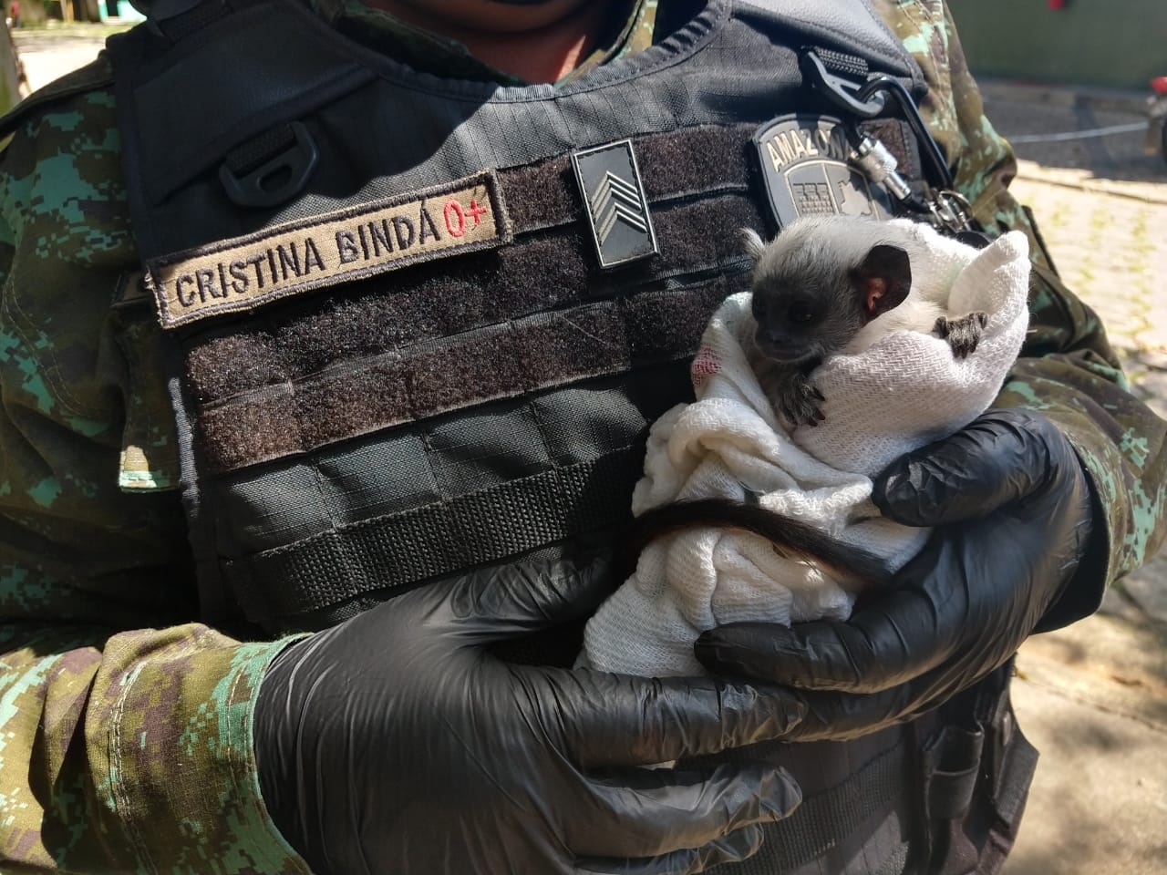 Macacos-pregos são os animais com risco de extinção mais resgatados na capital Macacos-pregos são os animais com risco de extinção mais resgatados na capital