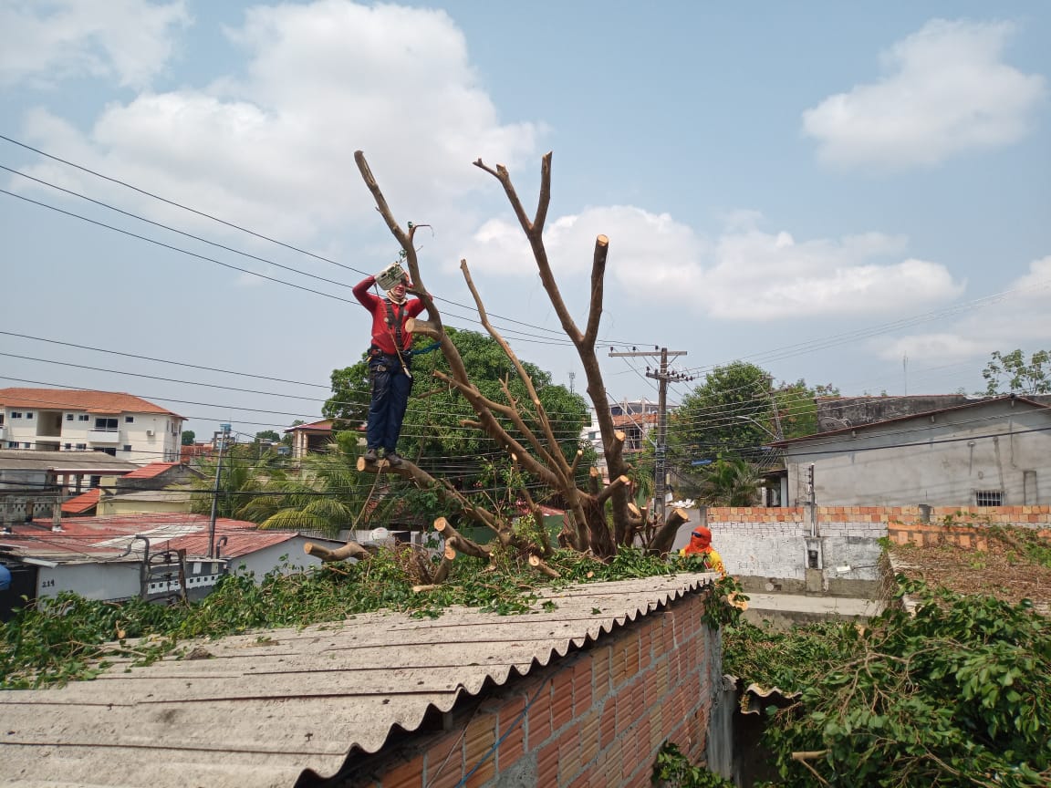 Bombeiros tem equipe especializada para remo&ccedil;&atilde;o de &aacute;rvores no AM