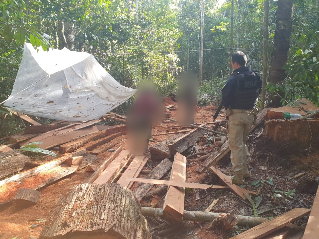 Cinco homens s&atilde;o detidos explorando madeira ilegalmente na BR-174