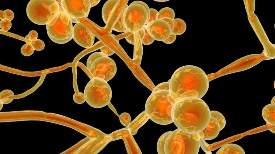 Anvisa emite alerta para caso raro de Candida auris no Brasil