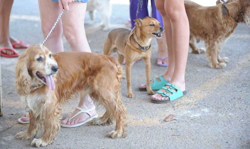 Estudo avalia infec&ccedil;&atilde;o por Sars-CoV-2 em animais de estima&ccedil;&atilde;o