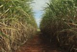 Condições climáticas reduzem estimativa da safra de cana 2025/26 no Brasil