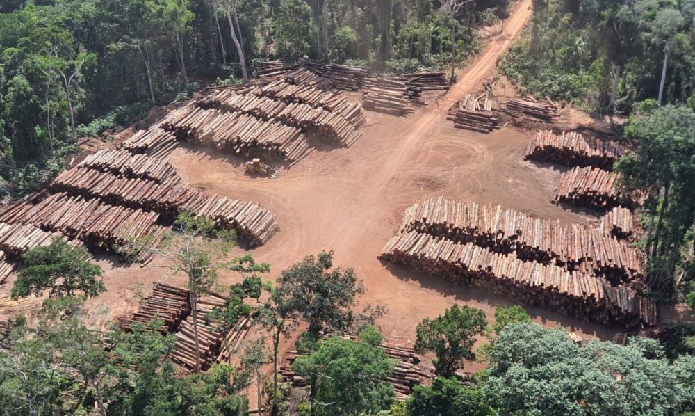 RECORDE: PF apreende 43,7 mil toras de madeira ilegal no Pará RECORDE: PF apreende 43,7 mil toras de madeira ilegal no Pará