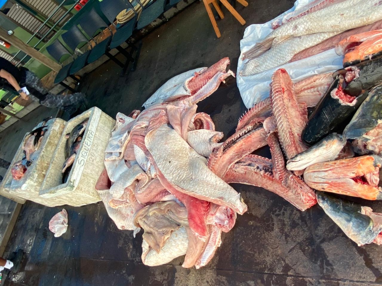 Base Arp&atilde;o prende dono de embarca&ccedil;&atilde;o e apreende 670kg de pescado ilegal