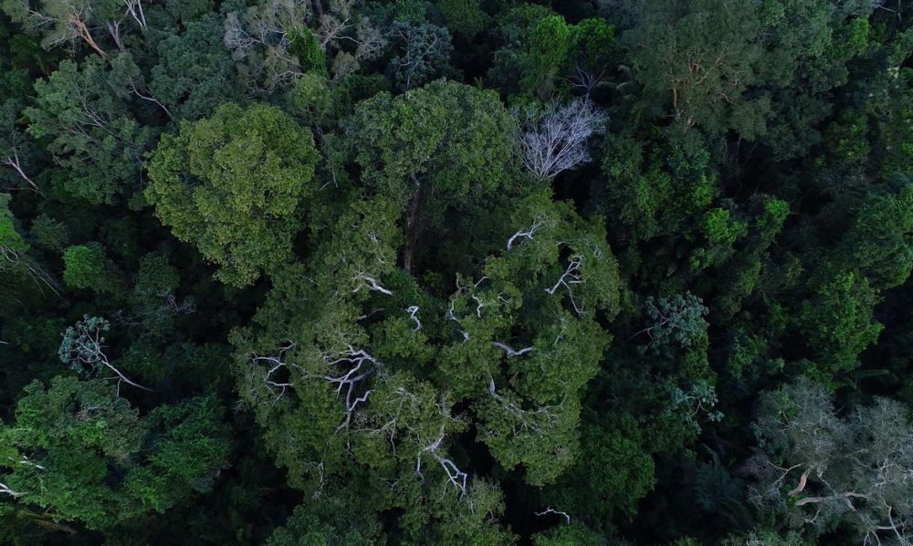 Desmatamento na Amazônia tem queda de 70% em janeiro, diz governo Desmatamento na Amazônia tem queda de 70% em janeiro, diz governo
