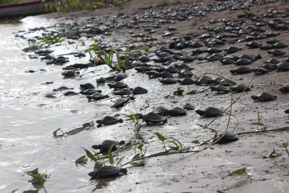 40 mil filhotes de tartarugas são soltos na natureza 40 mil filhotes de tartarugas são soltos na natureza