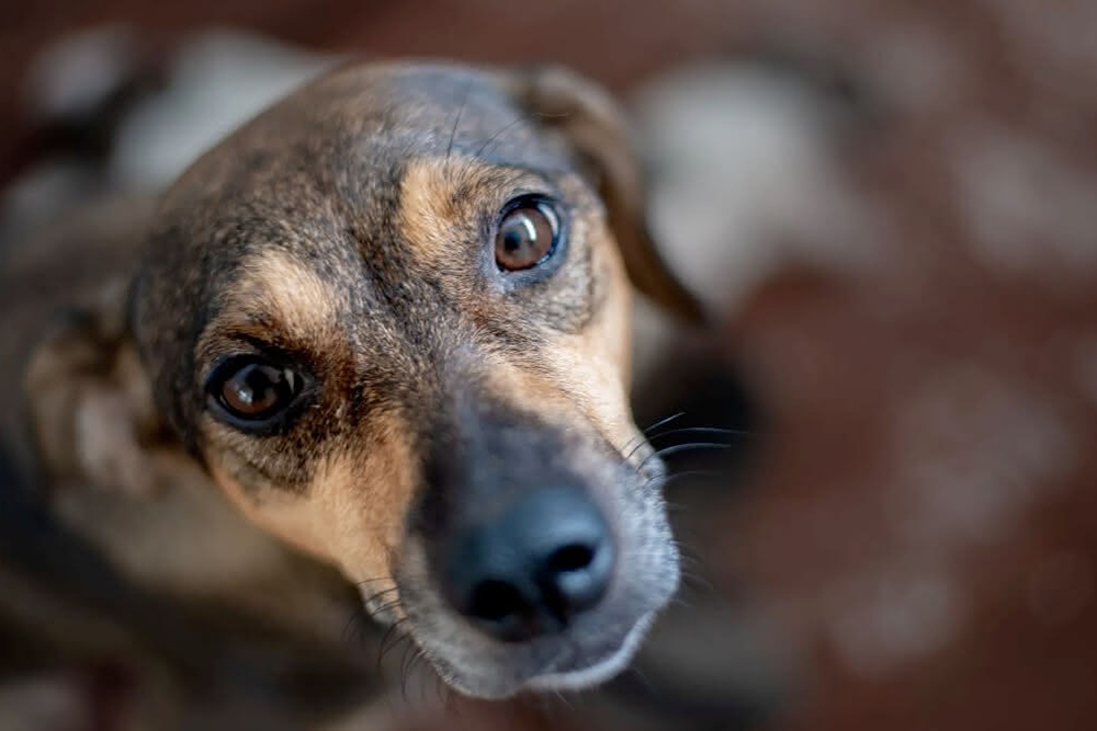 Protetores e cuidadores de animais poderão se cadastrar para receber ração Protetores e cuidadores de animais poderão se cadastrar para receber ração