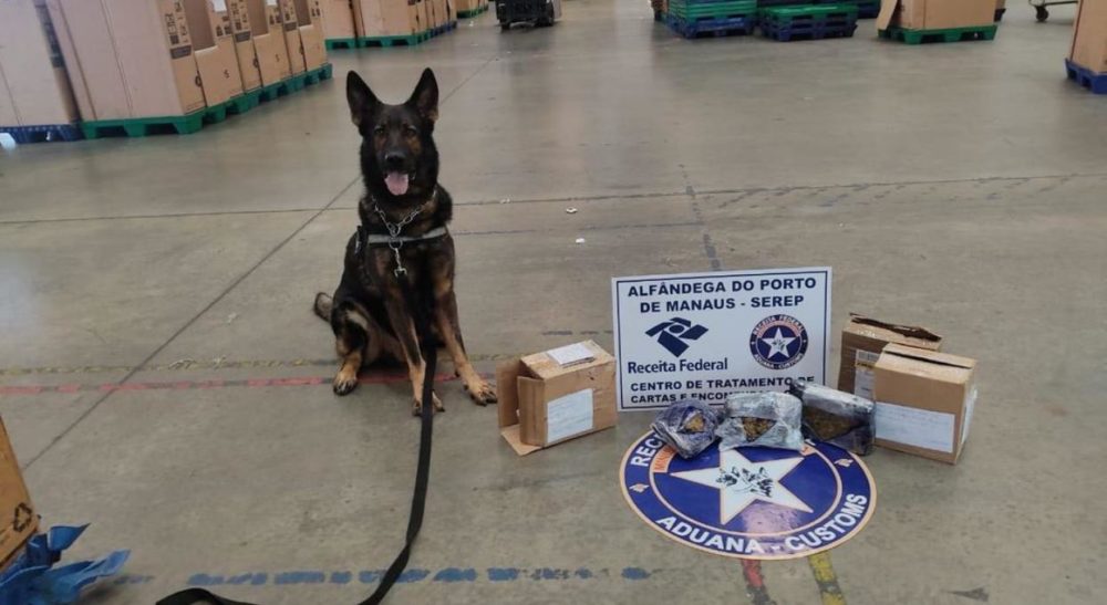 Agente canino Odin encontra maconha e comprimidos de ecstasy em encomendas dos Correios