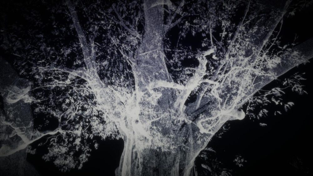 Árvore mais antiga da Amazônia é transformada em obra de arte por coletivo britânico Árvore mais antiga da Amazônia é transformada em obra de arte por coletivo britânico