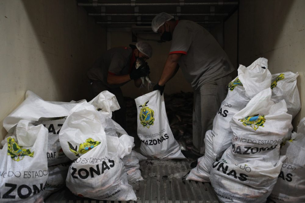 Estado inicia distribuição de pescado para pessoas em situação de vulnerabilidade social Estado inicia distribuição de pescado para pessoas em situação de vulnerabilidade social