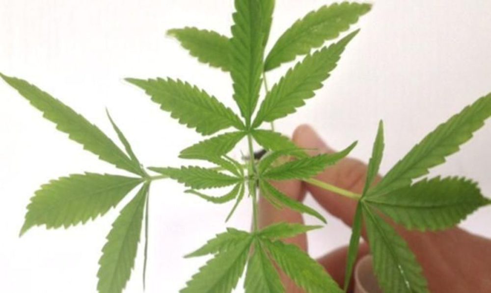 Nova York aprova legalização da maconha para uso recreativo Nova York aprova legalização da maconha para uso recreativo