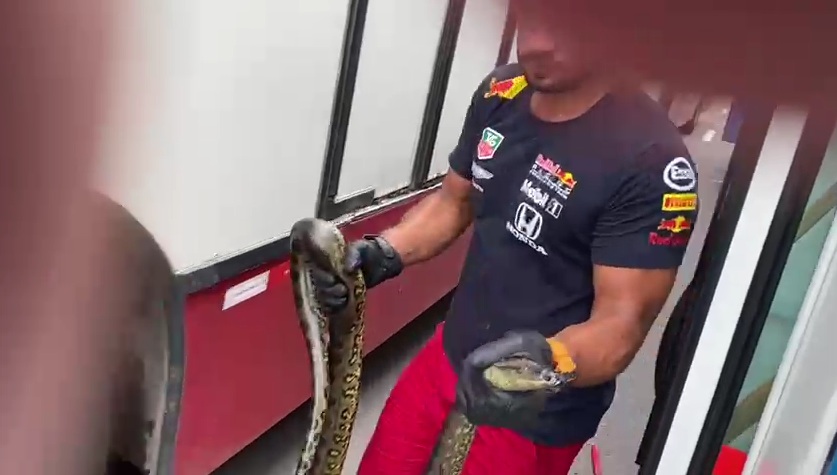 Cobra é retirada de motor de ônibus na Coronel Teixeira; PM faz resgate de jiboia na Colônia Terra Nova Cobra é retirada de motor de ônibus na Coronel Teixeira; PM faz resgate de jiboia na Colônia Terra Nova
