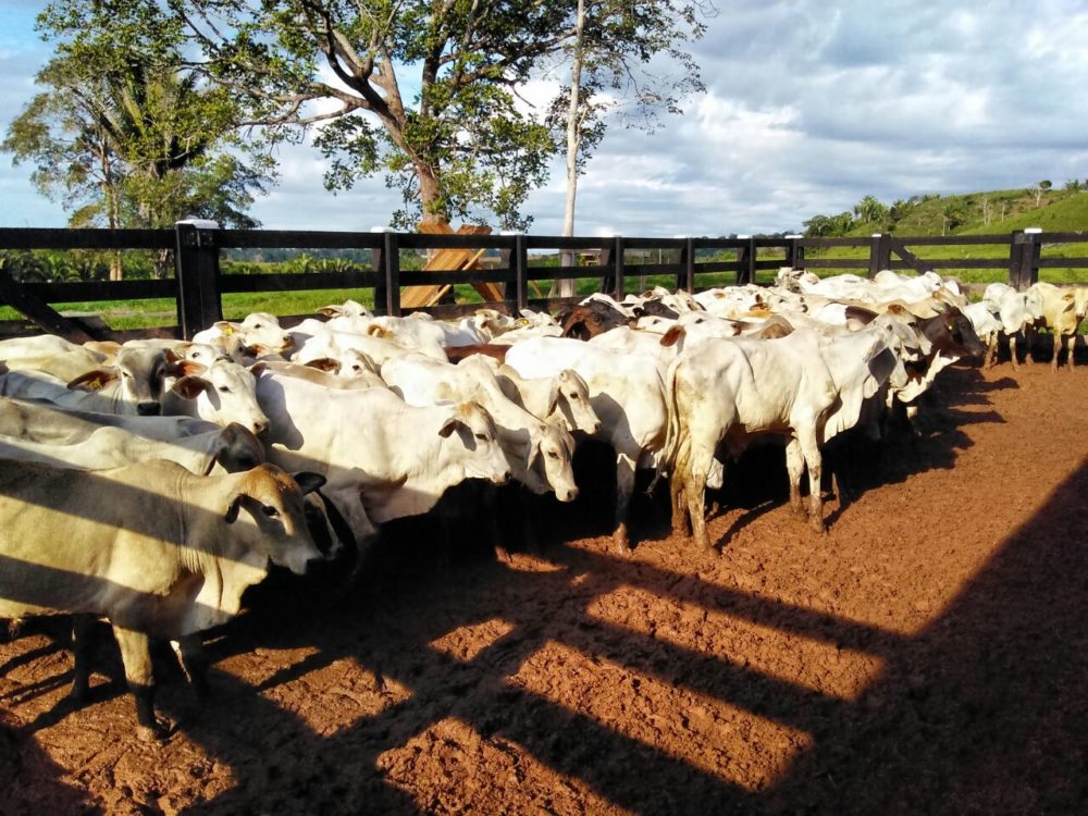 Em Manicor&eacute;, Justi&ccedil;a decide quest&atilde;o sobre neg&oacute;cio de compra e venda de gado