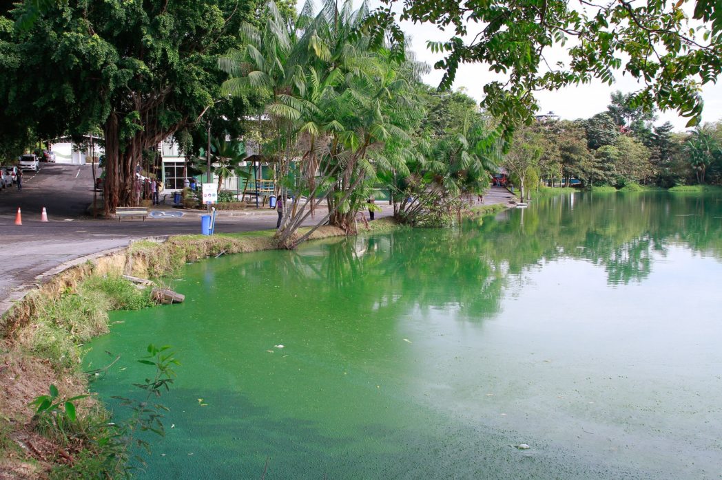 Parque Lagoa do Japiim será reaberto para visitação nesta sexta Parque Lagoa do Japiim será reaberto para visitação nesta sexta