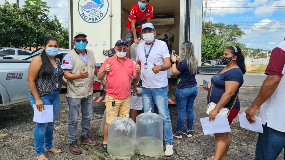 Governo entrega 44 mil alevinos de tambaqui a piscicultores da zona Rural Governo entrega 44 mil alevinos de tambaqui a piscicultores da zona Rural