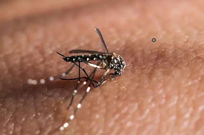 Estudo investiga ressurgimento da dengue após epidemia de zika Estudo investiga ressurgimento da dengue após epidemia de zika
