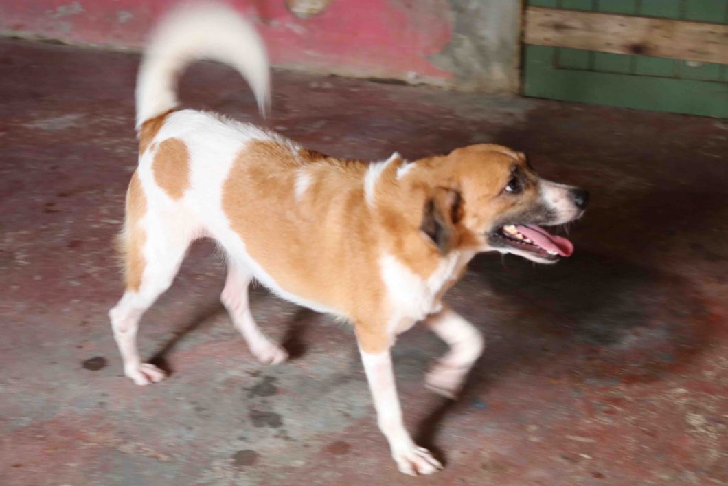 Delegacia do Meio Ambiente e ONGs atuam no resgate de animais v&iacute;timas de maus-tratos