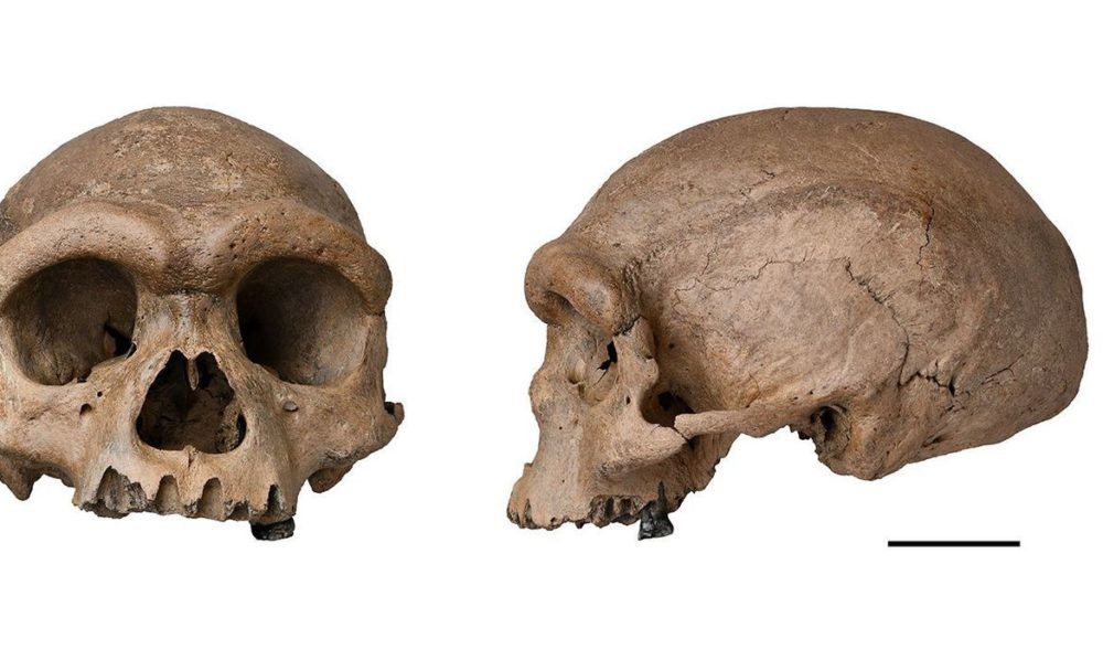 Fóssil de espécie mais próxima ao Homo sapiens é descoberto na China Fóssil de espécie mais próxima ao Homo sapiens é descoberto na China