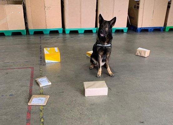 SEM RAVE: c&atilde;o Odin encontra 1.065 comprimidos de ecstasy em t&ecirc;nis e lembrancinhas nos Correios