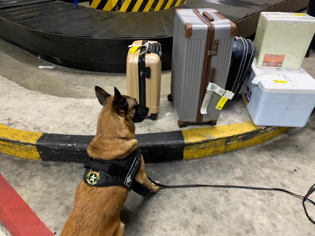 Federal apreende 10kg de skunk no aeroporto; droga iria para MG Federal apreende 10kg de skunk no aeroporto; droga iria para MG