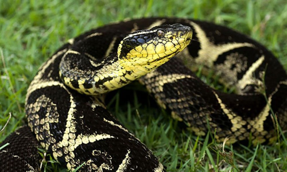 Substância em veneno de cobra jararacuçu pode inibir avanço da Covid