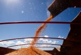 Brasil poderá ter novo recorde na produção de grãos na safra 2024/2025