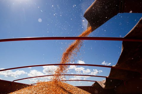 Brasil poderá ter novo recorde na produção de grãos na safra 2024/2025
