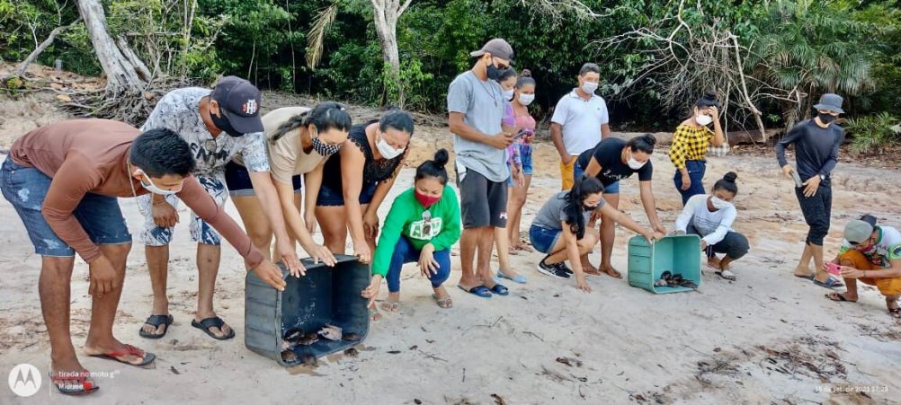 Sema capacita comunitários para monitorar quelônios nas RDS Puranga Conquista e Rio Negro