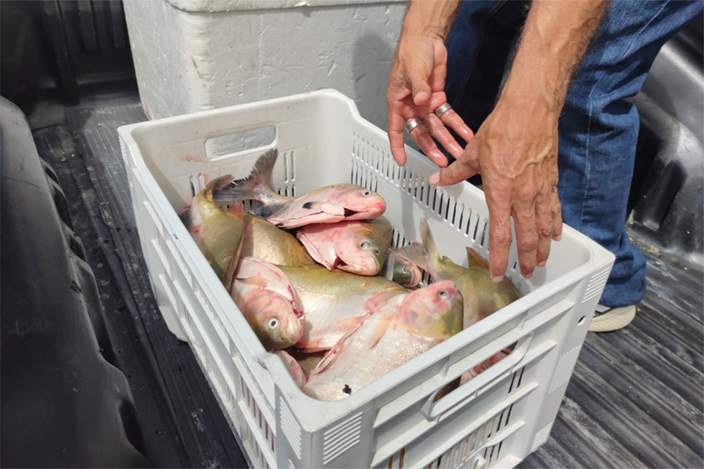 Wilson Lima anuncia doa&ccedil;&atilde;o de 300 toneladas de peixe a institui&ccedil;&otilde;es assistenciais na Semana Santa