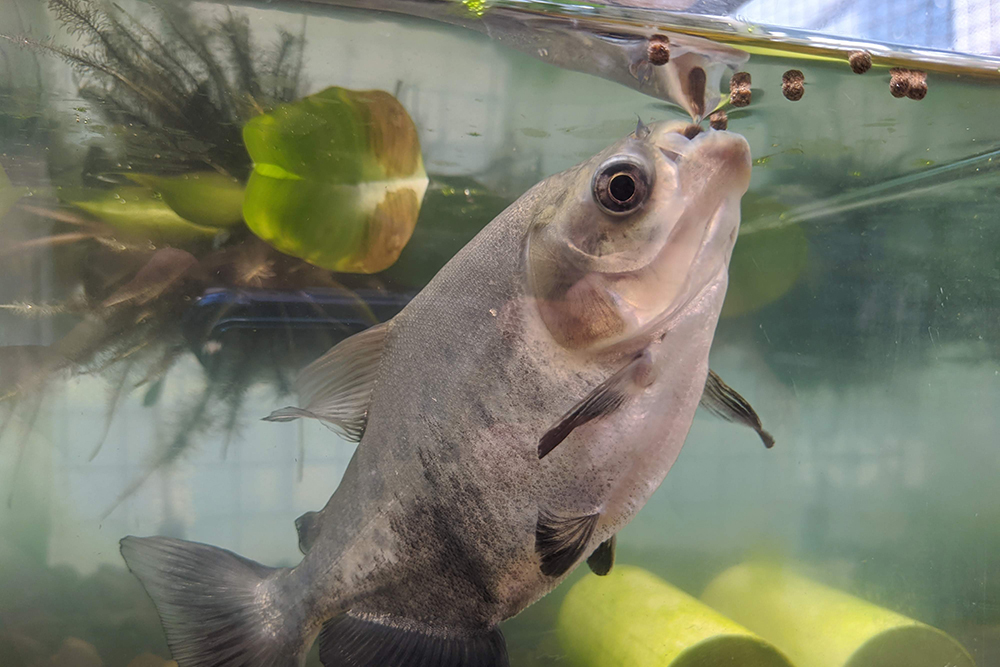 Juvenil de tambaqui (Colossoma macropomum) se alimentado com ração