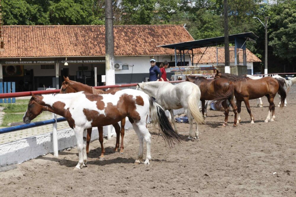 Cavalaria da PMAM completa 34 anos - Portal Em Tempo