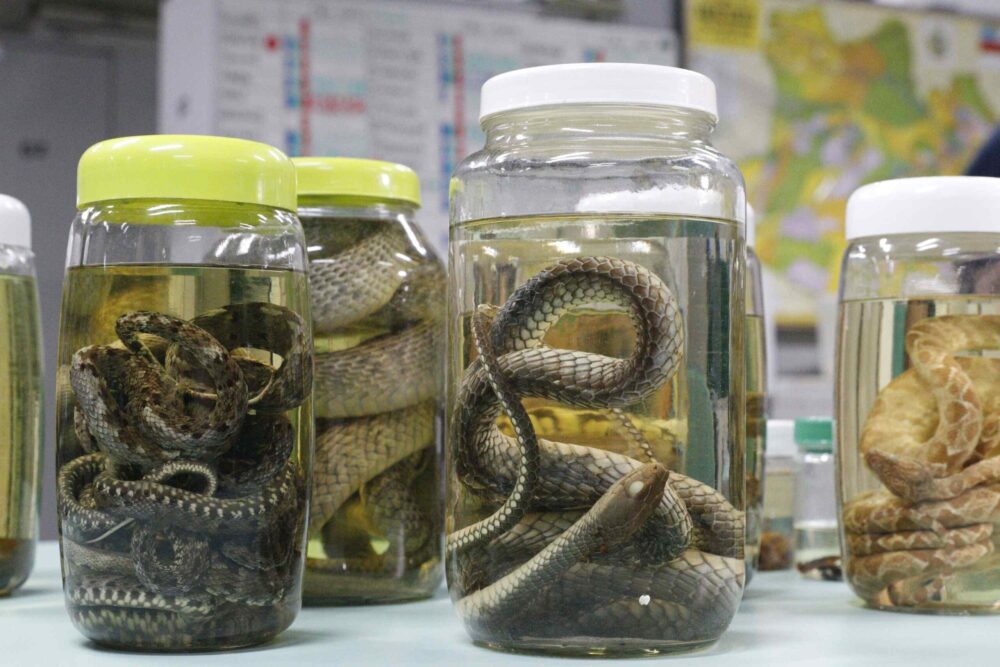 Cheia dos rios no Amazonas eleva risco de acidentes com animais peçonhentos; veja como se proteger Cheia dos rios no Amazonas eleva risco de acidentes com animais peçonhentos; veja como se proteger