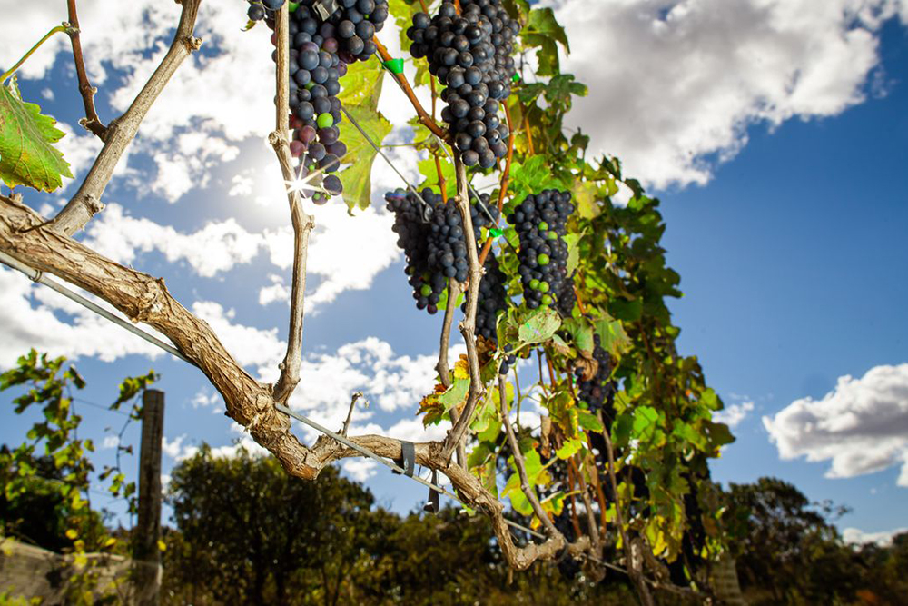 Vinhos Do Vale Do São Francisco Recebem Selo De Indicação Geográfica Portal Do Marcos Santos 0781