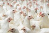 China suspende proibição de compra de carne de frango do Brasil