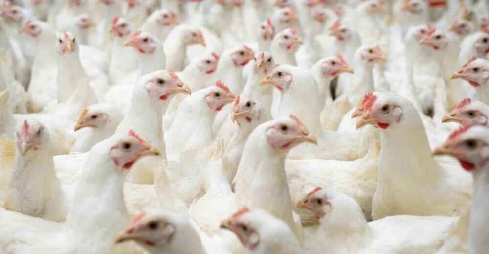 China suspende proibi&ccedil;&atilde;o de compra de carne de frango do Brasil