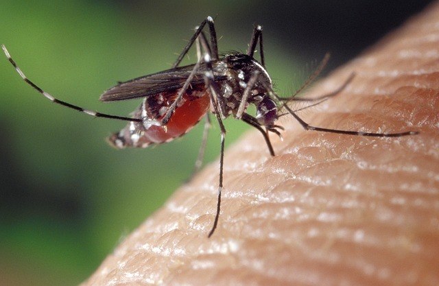 CTNBio aprova biosseguran&ccedil;a de vacina contra a dengue
