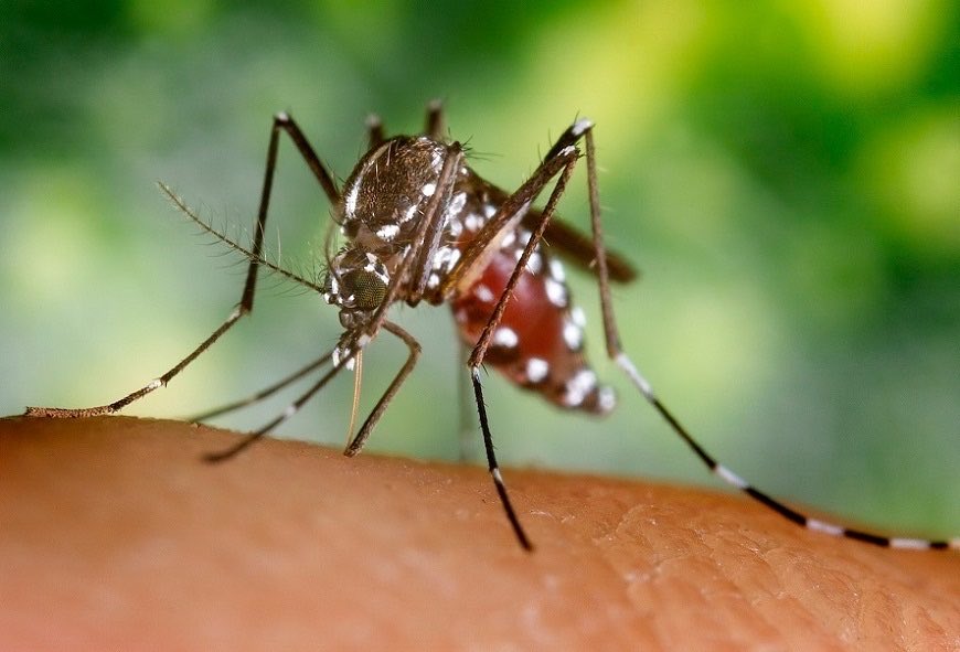 Mais de 6 mil casos de dengue foram notificados no Amazonas