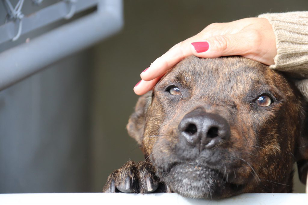 Câmara aprova projeto que incentiva a adoção de animais Câmara aprova projeto que incentiva a adoção de animais