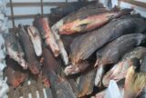 Peixe estava em embarcação