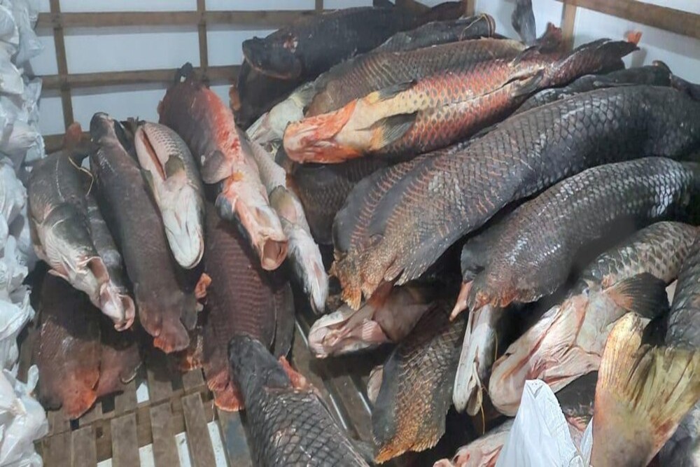 Peixe estava em embarca&ccedil;&atilde;o
