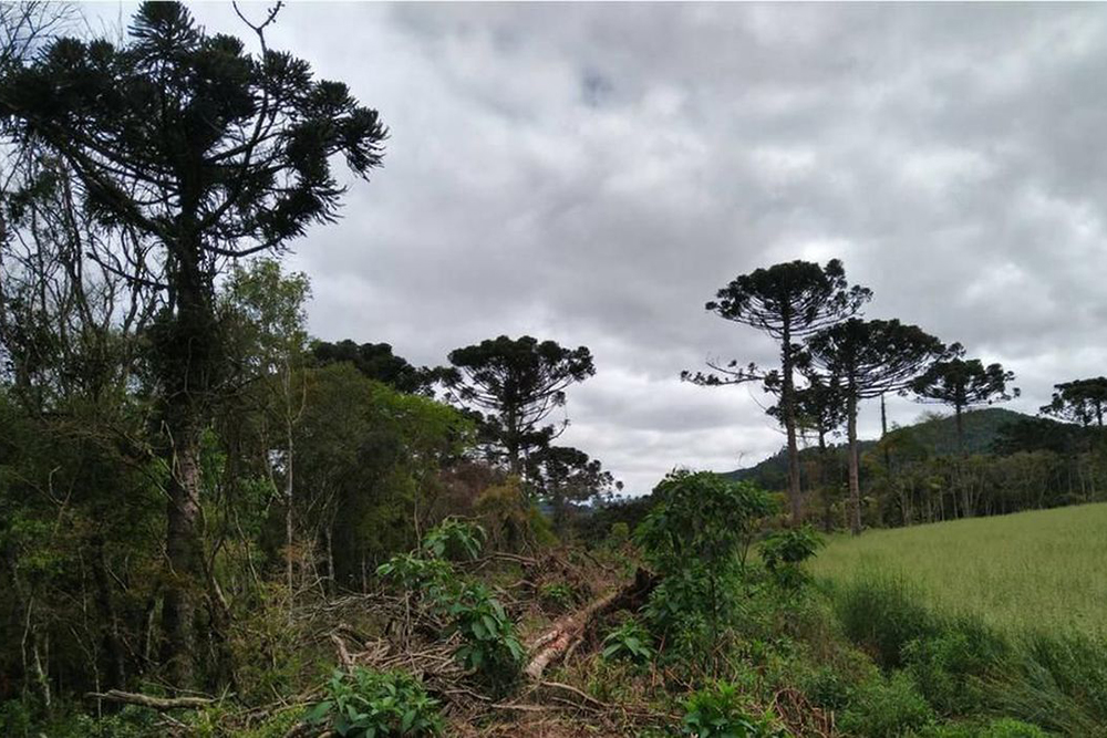 Apesar da redução, desmatamento ainda ameaça futuro da Mata Atlântica Apesar da redução, desmatamento ainda ameaça futuro da Mata Atlântica