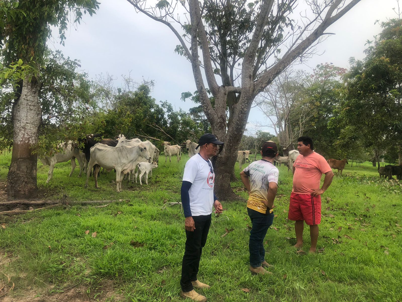 Programa de melhoramento genético atende pecuaristas da comunidade do Boto
