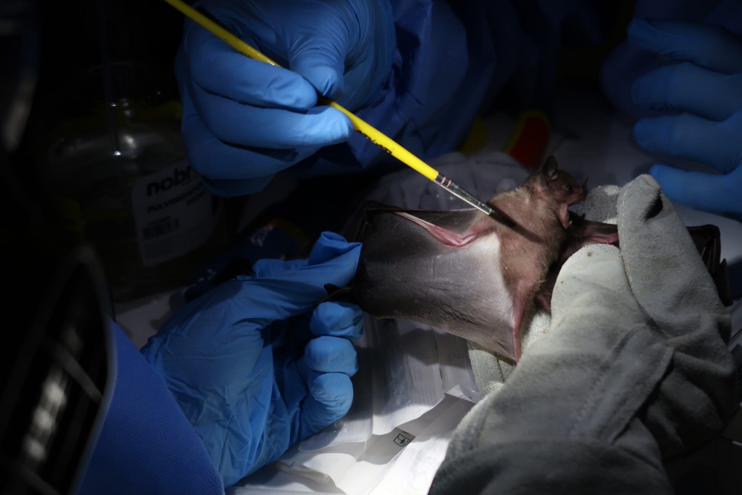 Parceria viabiliza atividades de investigação de patógenos em animais silvestres