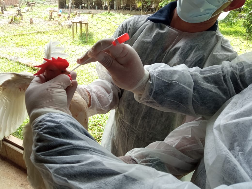 Medidas de vigilância contra a influenza aviária são reforçadas no Amazonas