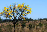 Avanço do agronegócio no Cerrado impulsiona riqueza e agrava crise ambiental